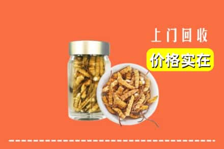 包头市土默特右区回收散虫草